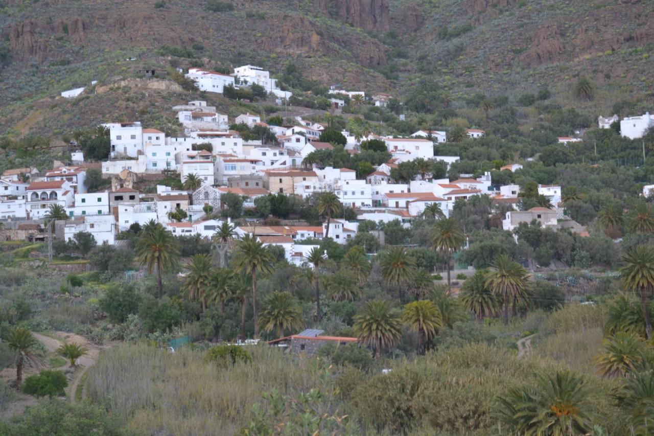 Palmeras *